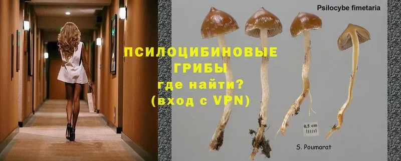 OMG как войти  даркнет сайт  Алагир  Псилоцибиновые грибы MAGIC MUSHROOMS 